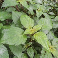 Coleus inflatus Benth.